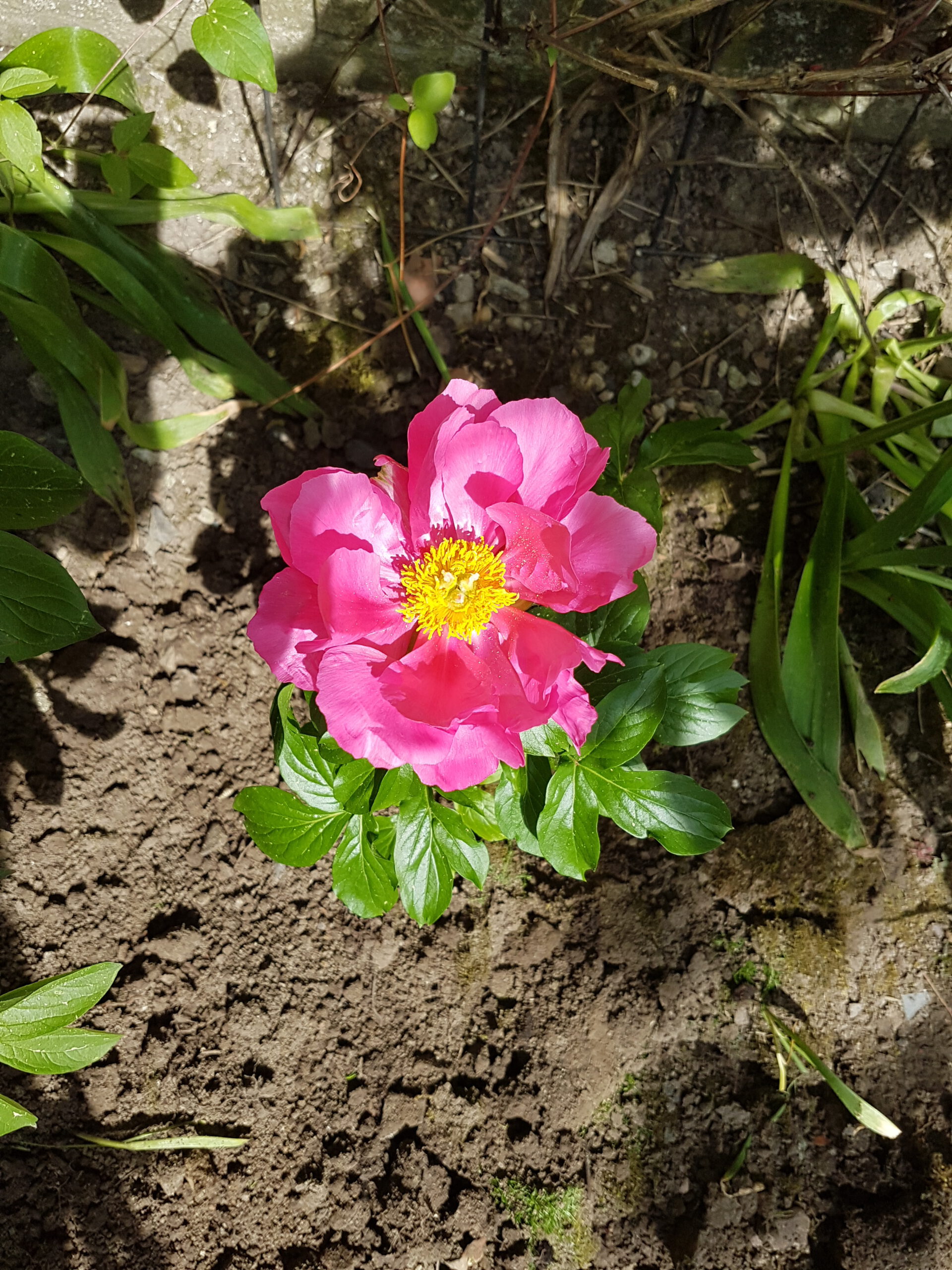Resilienz – ein Programm zum Stress- und Ressourcenmanagement