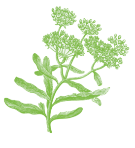 Bommershaus Seidenblume